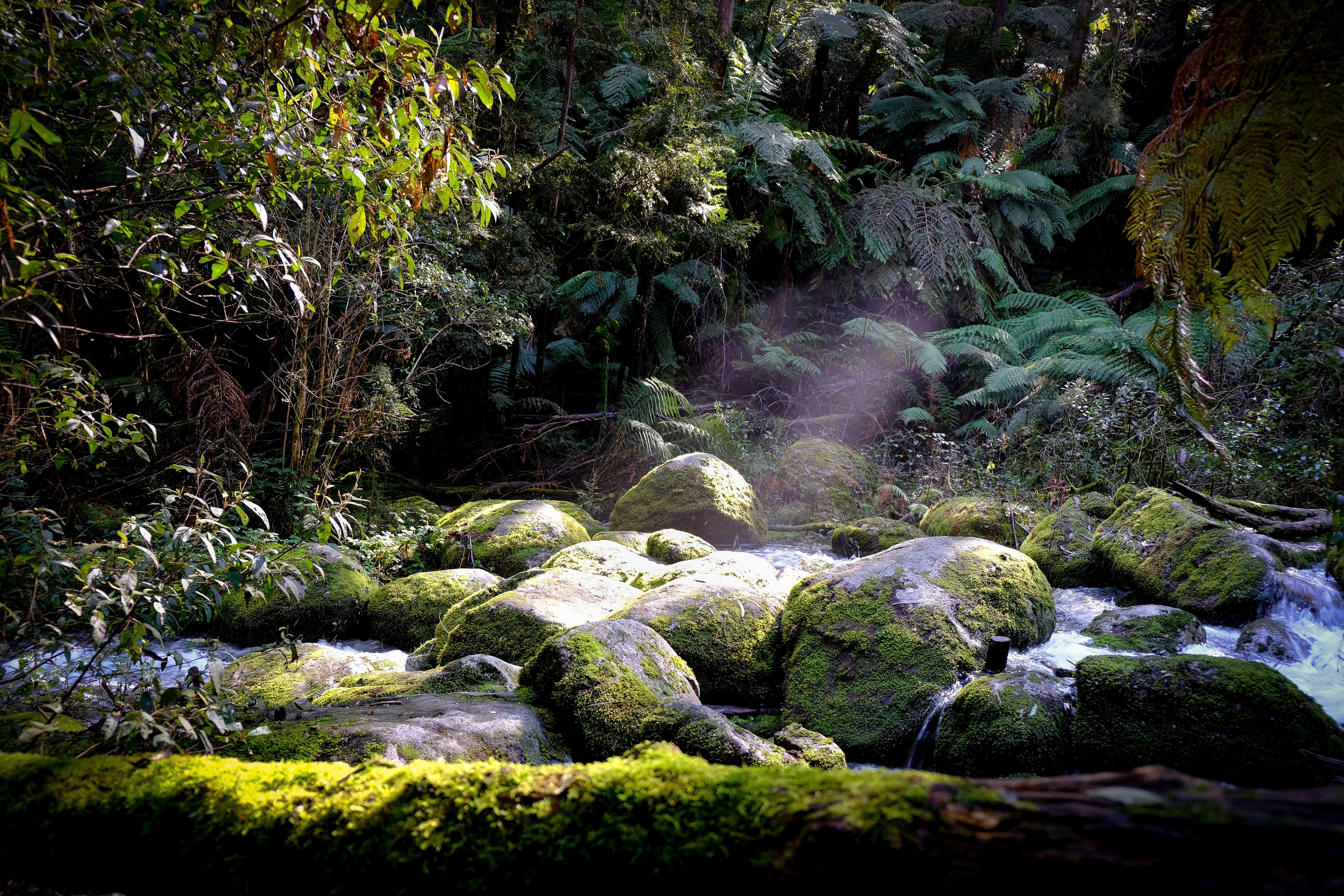 green moss on rocks in river